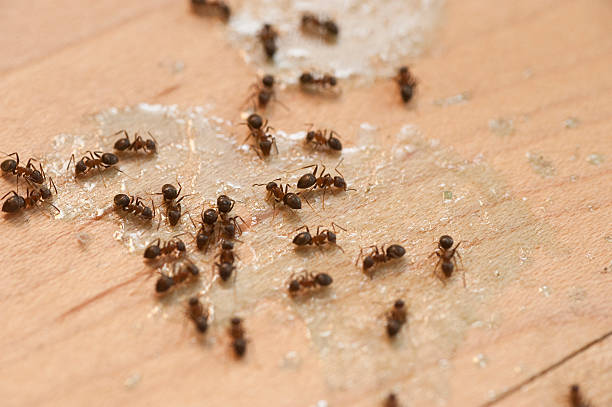 Best Pest Control for Homes  in Devens, MA