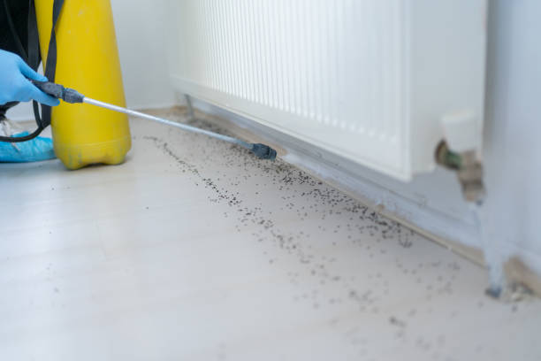 Best Flea Control Services  in Devens, MA