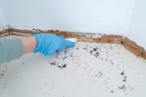 Best Wasp Removal Services  in Devens, MA